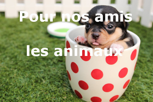 Annonces animaux