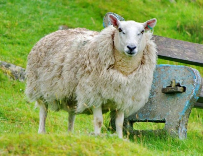 Les animaux exploités pour la laines